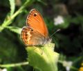 Coenonympha elbana